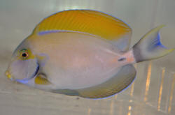  Acanthurus fowleri (Fowler’s Tang/Surgeonfish)
